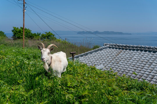 山口県祝島のヤギ