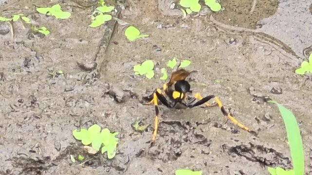 

4K Extreme Close-up Macro Shot of a Mud Dauber Wasp (Sceliphron) Shaping a Mud Ball and Flying Away from Wet Muddy Ground #002


