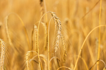 Close up of ripe golden wheat ears in summer field © Ryzhkov Oleksandr