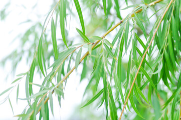 Fototapeta premium Salix babylonica var or pekinensis or Pendula or Weeping Willow or Salix babylonica L, SALICACEAE