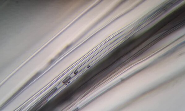 dandelion under the microscope, seeds