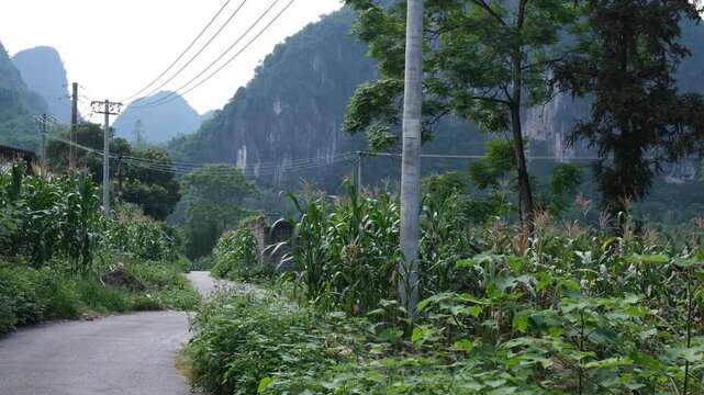 A rural village road cuts through lush subtropical vegetation in Guangxi, southern China, flanked by corn fields, utility pole carries overhead power lines, karst limestone peaks in the background.