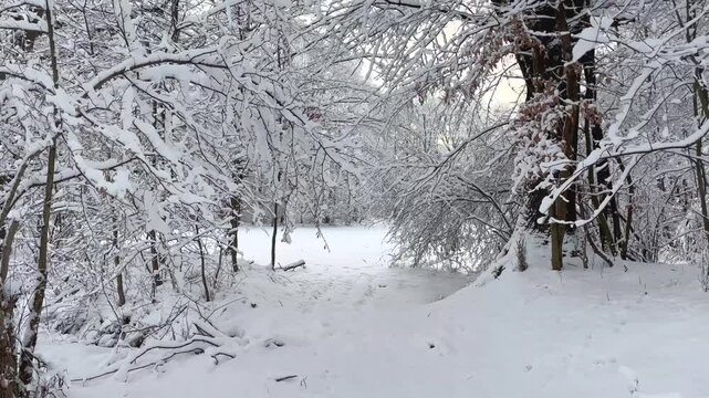 Walking through a snowy winter forest with snow-covered branches, capturing peaceful natural scenery and the crisp sound of footsteps crunching through fresh snow.