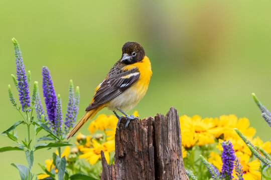 01611-09919 Baltimore Oriole (Icterus galbula) female on fence post near flower garden Marion Co. IL