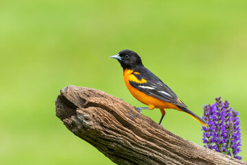 Fototapeta premium 01611-10107 Baltimore Oriole (Icterus galbula) male on fence near flower garden Marion Co. IL