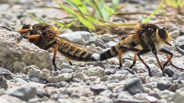 
4K Extreme Close-up Macro Shot of a Pair of Robber Flies (Promachus yesonicus) Mating on the Pebbled Ground

 
