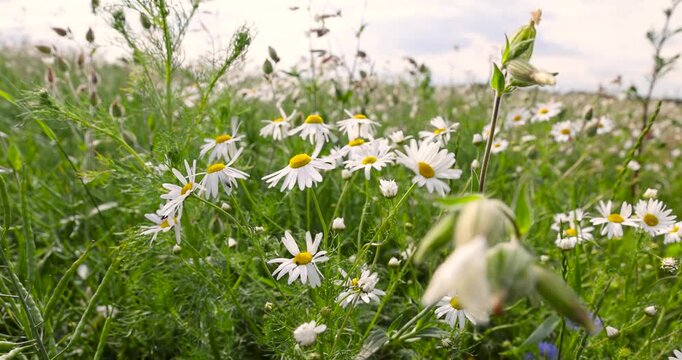White chamomile flower in the field, wild chamomile is among the green stems under the clouds