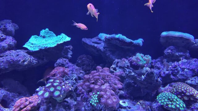 Many kinds of beautiful sea fish and corals are displayed in glass tanks in the aquarium. Copy space background slow motion VDO