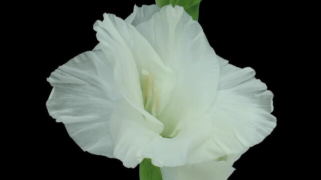 Time lapse of opening white Alaska gladiolus flower with ALPHA transparency channel isolated on black background