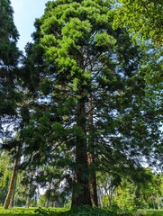 Fototapeta premium Towering evergreen forest trees, tall pine, lush green foliage, nature background, summer park scene