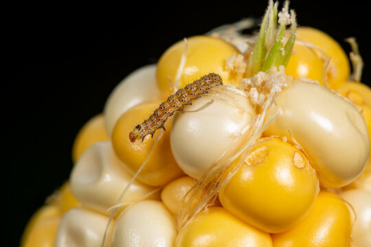 Fall armyworm larvae, caterpillar on ear of corn. Agriculture pest control, insect damage and farming insecticide concept. 
