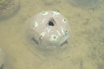 Concrete reef ball partially submerged in seawater, prepared for coral reef restoration and marine habitat recovery. © adhit