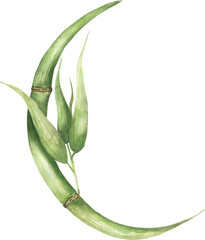 Fototapeta premium Watercolor green bamboo leaves branch composition, hand drawn delicate bamboo leaf clipart, nature clipart, zen clip art