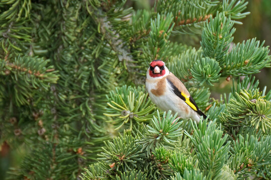 Stieglitz ( Carduelis carduelis ).