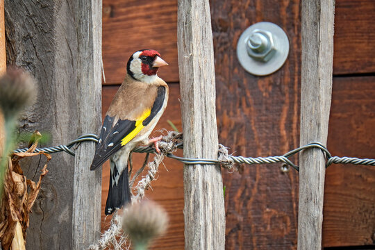 Stieglitz ( Carduelis carduelis ).