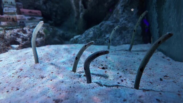 The spotted garden eel burrows in the seabed where the light from the surface shimmers. Slow motion VDO