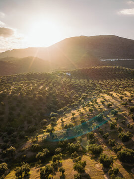 Aerial view of Hacienda El Tarajal Boutique BB nestled in a vast olive grove on rolling hills during golden hour in El Tarajal, Andalucia, Spain.