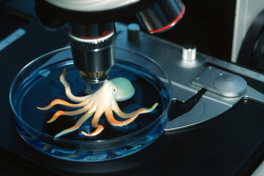 Conceptual sea life under microscope.