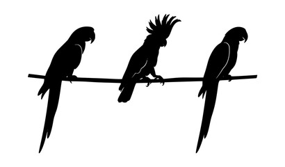 Exotic Parrot Birds Silhouette Set Two Macaws and Cockatoo on Branch Vector Illustration © MDShahinuddin
