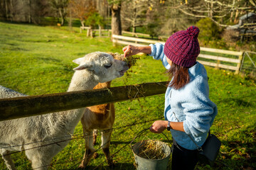 Portrait of woman feeding alpacas at the paddock in the morning, Mount Macedon, Victoria, Australia © Quincy
