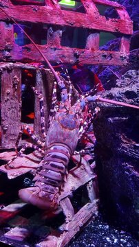A large, beautifully colored lobster is seen walking along the coral reef in a display tank.