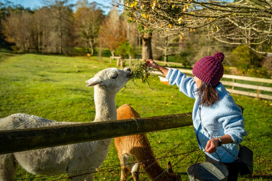 Portrait of woman feeding alpacas at the paddock in the morning, Mount Macedon, Victoria, Australia