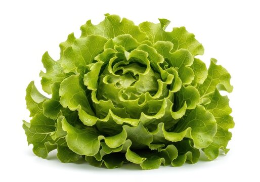 Fresh green broccoli head with thick stem and florets close up