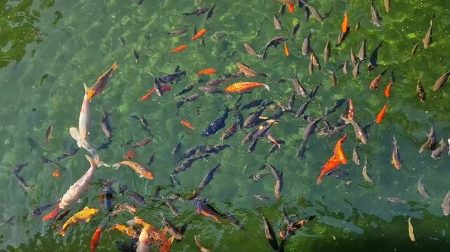 A flock of colorful koi fish swimming in the clear water of a pond. Top view of ornamental fish. Feeding fish in a lake. A large number of koi fish in one place. Fish compete for food