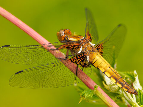 Plattbauch-Libelle, Makroaufnahme, OM-System 90 mm Pro, Kraichtalsee, Kraichgau, Sommer