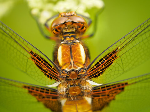 Plattbauch-Libelle, Makroaufnahme, OM-System 90 mm Pro, Kraichtalsee, Kraichgau, Sommer
