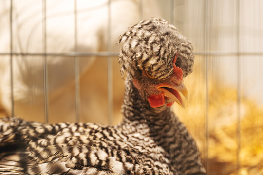 Funny portrait of a speckled black-and-white chicken with distinctive feather pattern, bright red comb and wattles, and open beak.