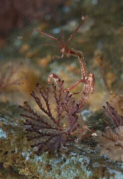 Caprellidae skeleton shrimp waiting for prey.