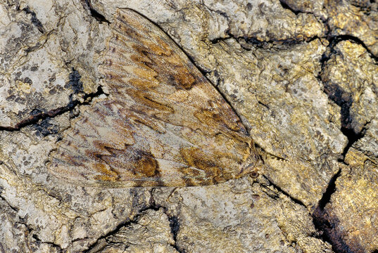 Heavy camouflaged moth on tree bark.