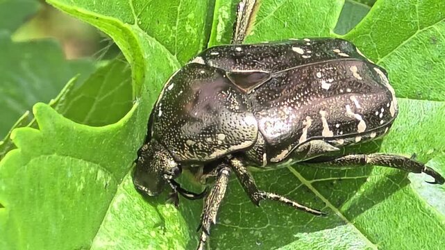 

4K Extreme Close-up Macro Shot of a White-spotted Flower Chafer (Protaetia brevitarsis) Sitting Still on a Vibrant Green Leaf

