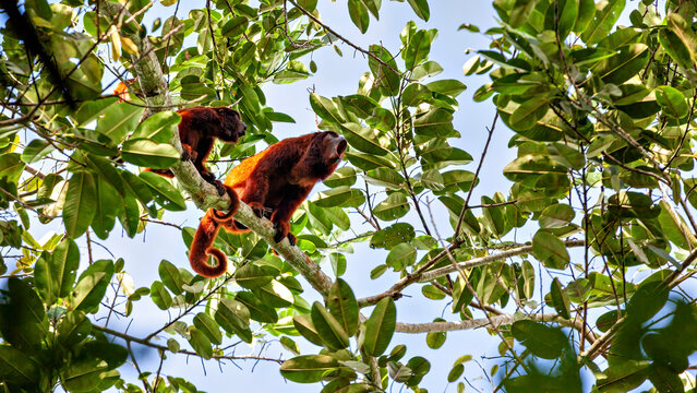 The red howler monkeys in the Amazon Basin near Rurrenabaque, Bolivia (Alouatta seniculus)
