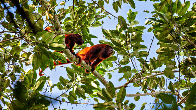 The red howler monkeys in the Amazon Basin near Rurrenabaque, Bolivia (Alouatta seniculus)
