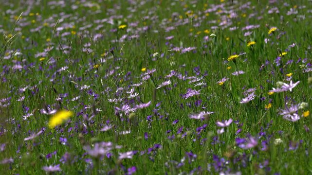 Purple Viper's-grass in natural ambient (Scorzonera purpurea) - (4K)