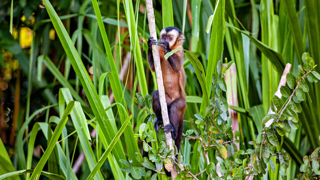 A hooded capuchin monkey in the Amazon Basin near Rurrenabaque, Bolivia (Sapajus apella)