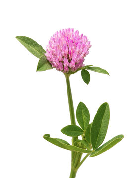 Close-up photograph of a pink red clover flower with green leaves isolated on a soft neutral background. Natural botanical composition with delicate floral details, minimal aesthetic, and copy space