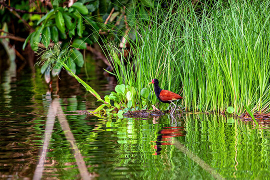 A red-fronted jacana in the Amazon Basin near Rurrenabaque, Bolivia (Jacana jacana)
