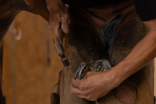 Close Up of Horse Hoof Care and Horseshoe Fitting
