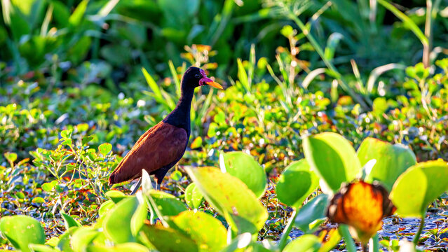 A red-fronted jacana in the Amazon Basin near Rurrenabaque, Bolivia (Jacana jacana)
