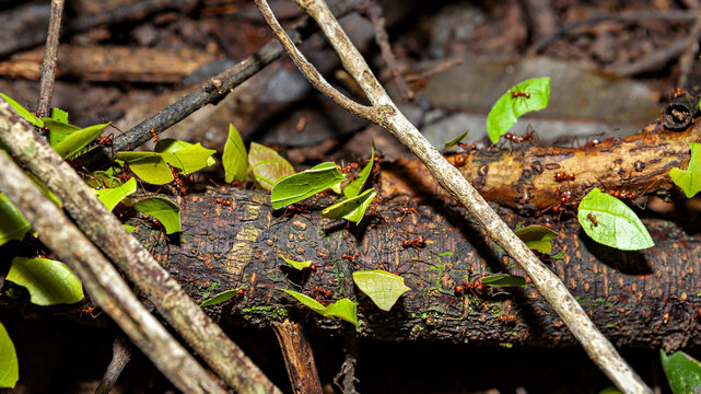 Leafcutter ants in the Amazon Basin near Rurrenabaque, Bolivia (genus Atta or Acromyrmex)