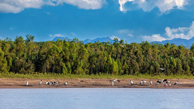 Jabirus in the Amazon Basin near Rurrenabaque, Bolivia (Jabiru mycteria)