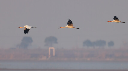 Fototapeta premium Three Cranes Soaring Over Misty Wetland at Dawn