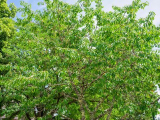 Fototapeta premium (Prunus avium) Bigarreau 'Stark Gold'. Cherry-tree with a rounded shape, spreading branches and twigs covered with toothed, glossy, dark green leaves, and producing clusters of bright yellow cherries 