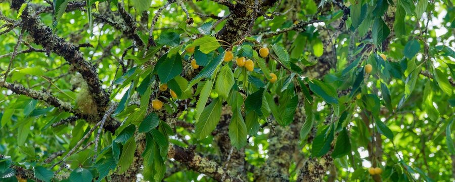 Prunus avium - Bigarreau 'Stark Gold' cherry tree with bright golden-yellow fruits on arching twigs covered with dense green toothe foliage