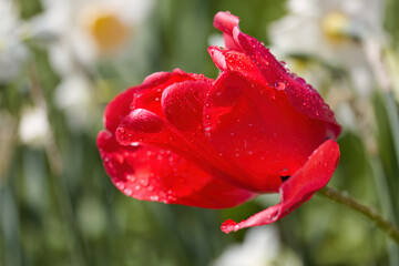 Obraz premium Close-up of a red tulip with raindrops, bright red tulip, a colorful flower, sun shining through large petals, soft background, early-blooming tulips, Tulipa