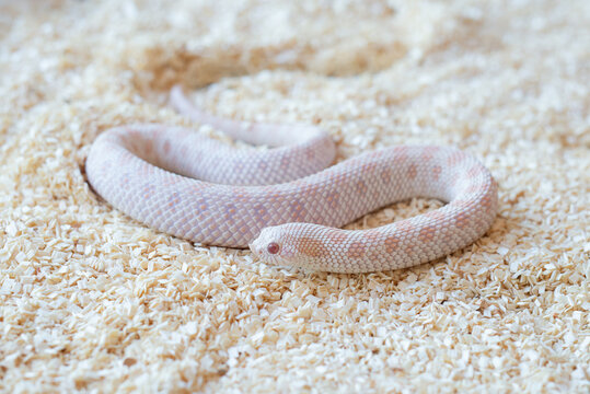 Close-up of a Snow Western Hognose snake (Heterodon nasicus) flicking its tongue on wood shavings substrate looking at the camera.