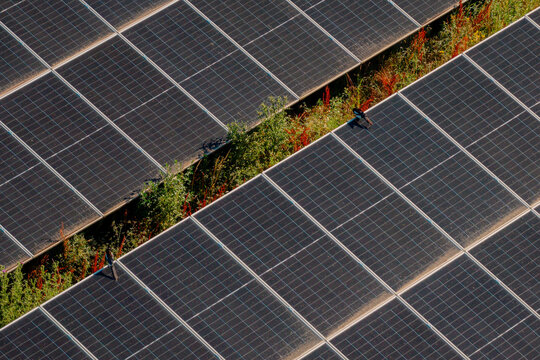 Aerial view of solar panels with green vegetation growing between rows and birds perched on the surface in Saint-Denis-de-l'Hotel, Centre-Val de Loire, France.